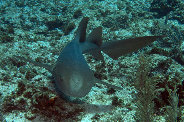 Spare a lionfish? A nurse shark up close