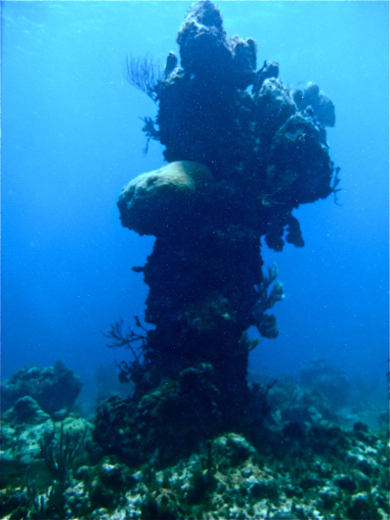 Bajo Nuevo's corals: Coral pillar.