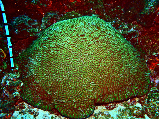 Boulder Brain Coral (Colpophyllia natans)