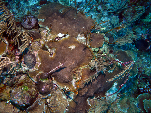 Star corals at the base of the reef