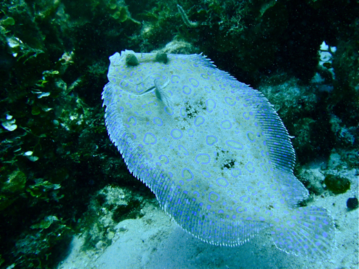 A peacock flounder