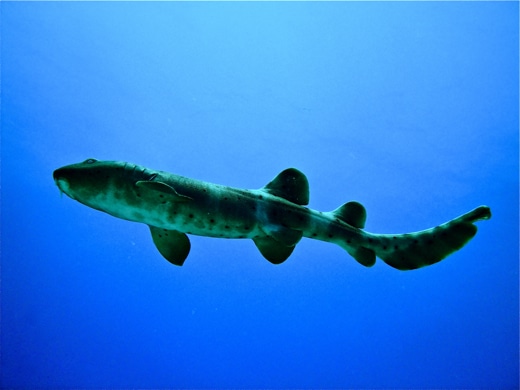 France, Corse du Sud, diver and salema fish bank, underwater view