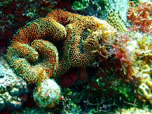 A colorful corallimorph, close relative of anemones, jellyfish and corals