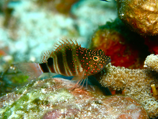 One of Alice Shoal fishes: Redspotted hawkfish