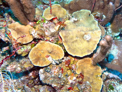 Lettuce coral at Bajo Nuevo