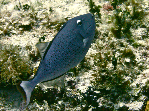 A sargassum triggerfish