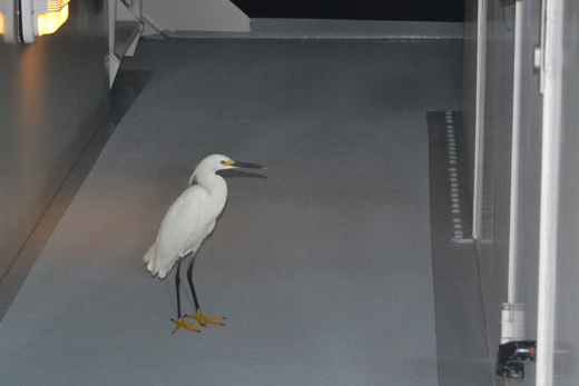 A snowy egret that landed on the ship