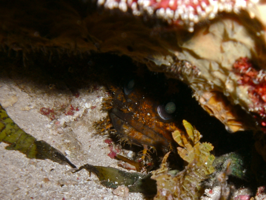A toadfish hiding out