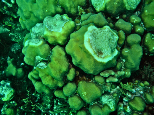 Star coral with yellow band disease