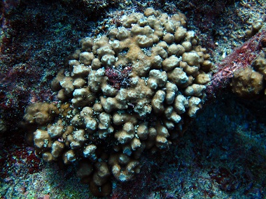 Psammocora stellata coral