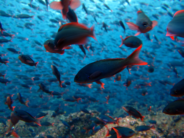Thick schools of fish