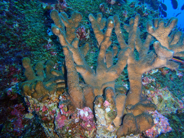 Floreana corals