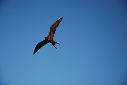Frigate bird soaring overhead