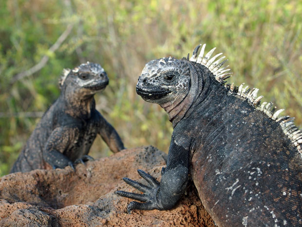 Galapagos marine iguanas