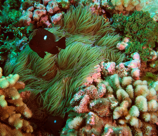 Three-spot damselfish (Dascyluss trimaculatus) are one of the few fishes that can live among an anemone's stinging tentacles.