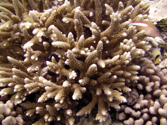 Branching coral on the reef slope