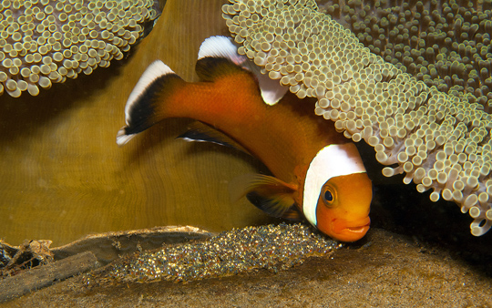 Anemonefish eggs laid beneath the anemone's oral disc overhang and being guarded by a male anemonefish, Papua New Guinea