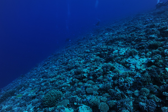 Live coral colonies on the reef slope.