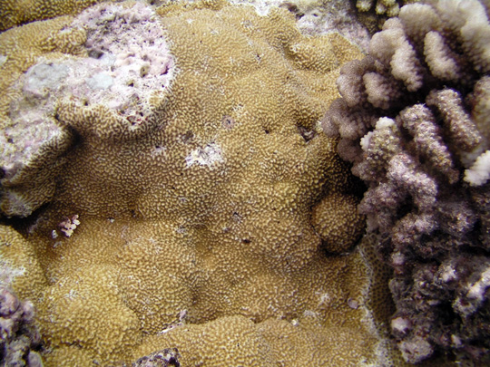 Encrusting coral on the reef slope