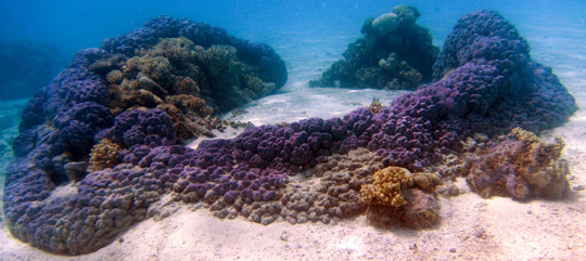 A coral colony in which the center has died and been covered in sand while the edges continued growing.