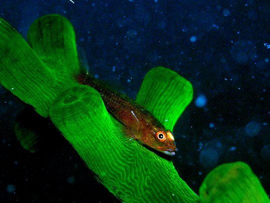 Badi's favorite fish: the common ghost goby variation (Pleurosicya mossambica), Donsol, Philippines