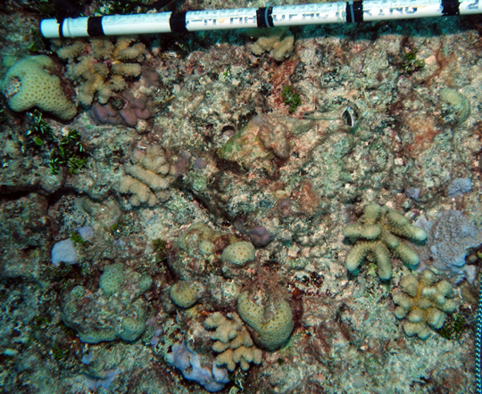 Recovery of a reef off Tupai. All the corals on this reef died between 2008-2010. High numbers of juvenile corals were observed during our surveys. The scale bar is 50 cm.