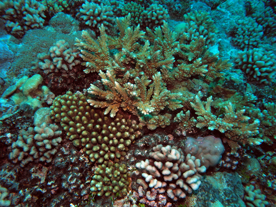 Common massive (Porites and Favia) and branching (Acropora and Pocillopora) corals seen on shallow French Polynesia coral reefs