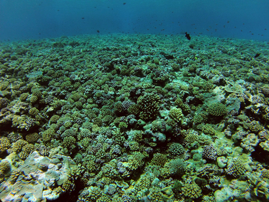 Shallow (7 m) reef community on the fore reef at Mopelia