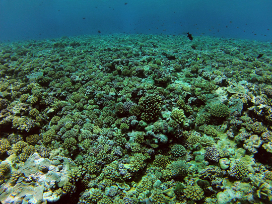 Rebirth of the Great Barrier Reef (Acropora) - Living Oceans  FoundationLiving Oceans Foundation