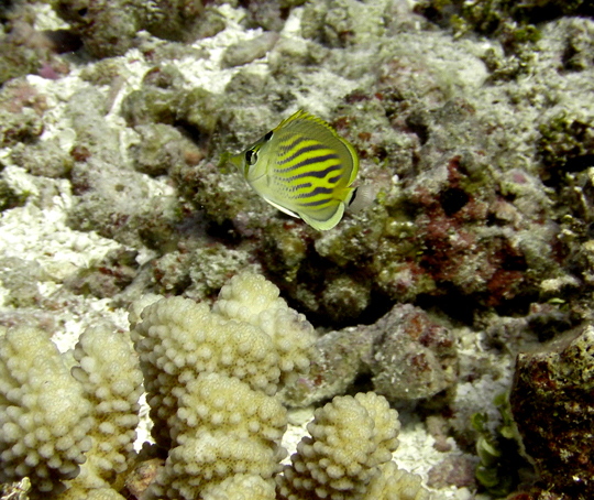 A tiny butterflyfish