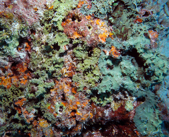 Two types of encrusting sponges (greens: Pseudoceratina sp., orange: Prosuberites sp.) competing for space on the reef