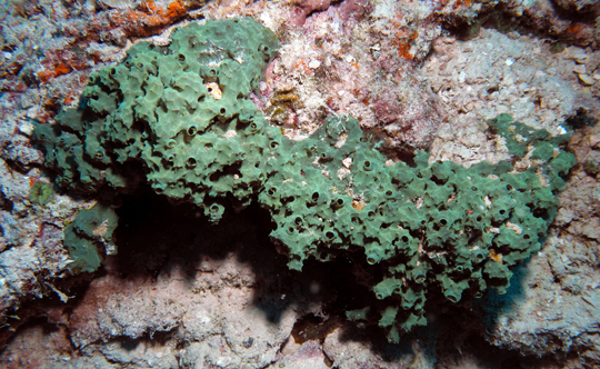 Green encrusting reef sponges (Pseudoceratina sp.)