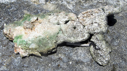 The underside of the desiccated stromatolite. The blue-green color is from the cyanobacteria that trap and bind the sediment grains.