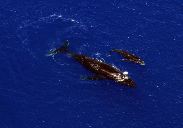 Humpback whale mother and calf off Scilly Island (Ile Manuae)