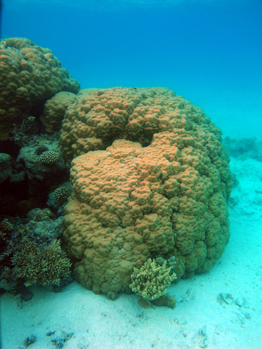 Massive coral (Porites lobata) on a lagoonal reef in Mopelia