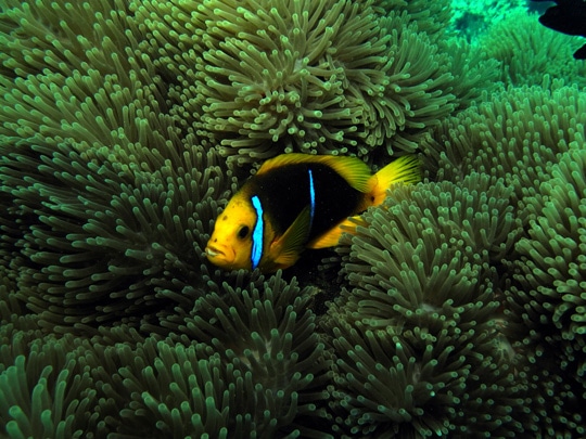 Clownfish Dance Allows Anemonefishes To Gain Protection From Predatorsliving Oceans Foundation