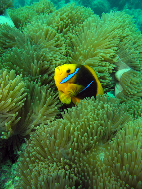 Vibrant coral reefs are found throughout French Polynesia, providing one of the main sources of income in the South Pacific. Here, an Orangefinned anemonefish (Amphiprion chrysopterus) living amongst a sea anemone.