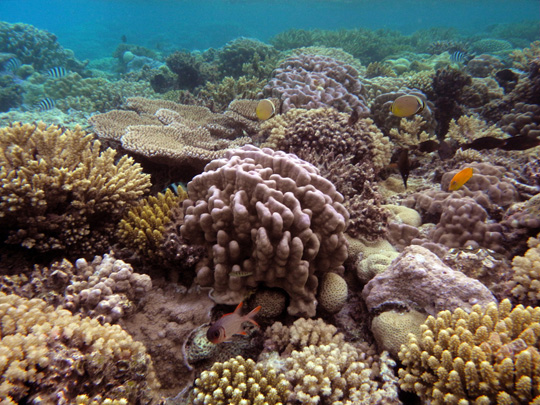 Coral colonies on the reef flat