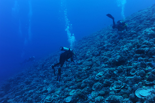 Coral community on the reef slope