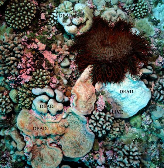 COTS seastar feeding on corals on a shallow reef at Bellinghausen. Most of the plating coral (Montipora) below the COTS has been eaten within the last day or two while several other corals were consumed previously.