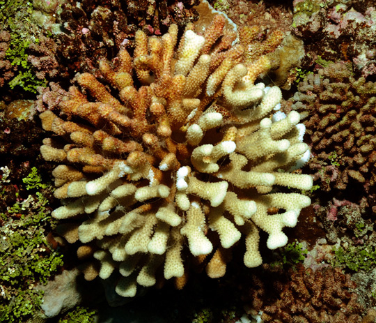 Pocillopora eydouxi that was eaten by a crown of thorns seastar during two feeding episodes. The upper half was consumed a week or so ago and is now colonized by filamentous brown algae, while the lower half was eaten more recently.