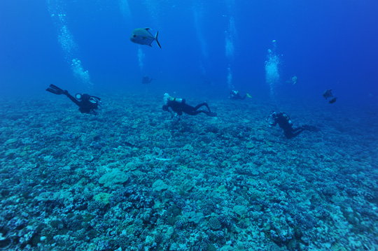 Expedition researchers at work on the reef