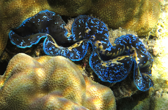 French Polynesia Invertebrates: The giant clam is prized for its flesh all over the Pacific Islands, but also for the aquarium market.
