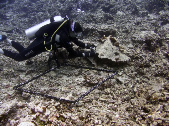 Dr. Bejarano sets up underwater cameras to monitor herbivore activity.