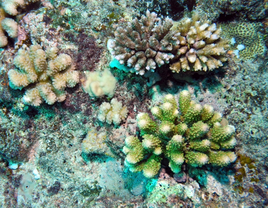 Healthy branching corals (Acropora and Pocillopora)