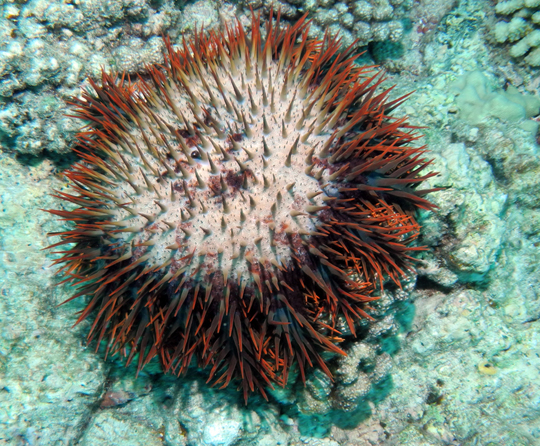 Crown of thorn sea star wrapped around a coral.