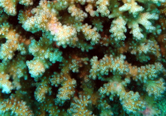 Closeup of a portion of a colony of Pocillopora damicornis. The brownish coloration is from the pigments in the zooxanthellae.