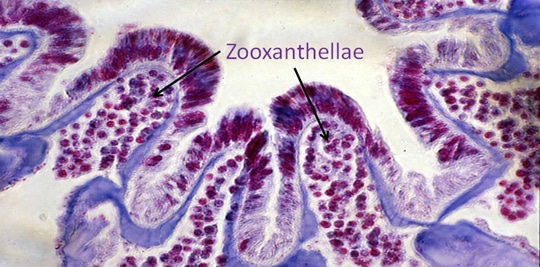 A cross section of a coral polyp showing the zooxanthellae, or symbiotic algae, within the tissue. The coral was preserved and processed for viewing under a microscope. The tissue has been stained with a purple dye.