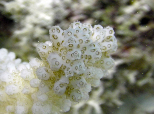 Close-up view of a Pocillopora colony showing the individual polyps and the symbionts (brown)