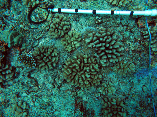 Shallow reef slope: A shallow fore reef community showing promising signs of recovery. The scale bar is 50 cm long.